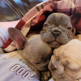 French Bulldog Puppies from Red Barn Farm of the Ozarks