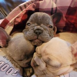 French Bulldog Puppies from Red Barn Farm of the Ozarks