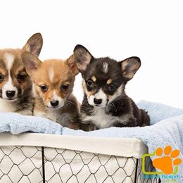 Pembroke Welsh Corgi Puppies from L Bar S Corgis