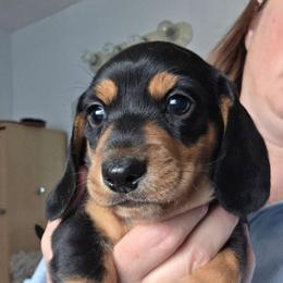 Molly's black and tan smooth boy - Black and tan male Dachshund puppy in Declo, Idaho from Dozendachs