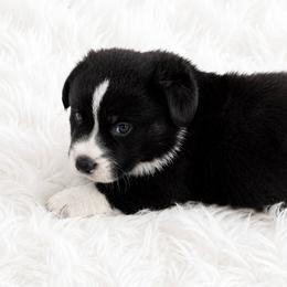 Bronc - Black and white male Cardigan Welsh Corgi puppy in Kerens, West Virginia from Leather & Lace