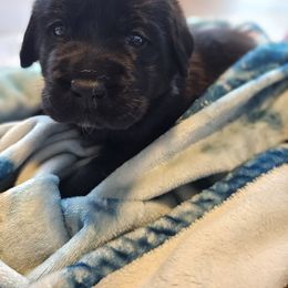 Boy 2 - Black male Labrador Retriever puppy in Naselle, Washington from East Deep River Farm and Labradors