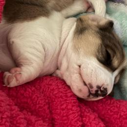 Bronx - Piebald male Dachshund puppy in New Smyrna Beach, Florida from J & L Mini D’s