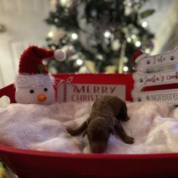 Bella - Brown female Poodle puppy in Mtn Rest, South Carolina from Stocktons Doxies & Poodles