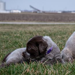 Wirehaired Pointing Griffon Puppies from Black Watch Griffons