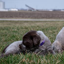 Wirehaired Pointing Griffon Puppies from Black Watch Griffons
