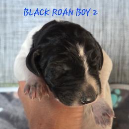 Boy 2 - Black roan male German Shorthaired Pointer puppy in China Township, Michigan from Snell's Superior Kennel Dobermann & GSP