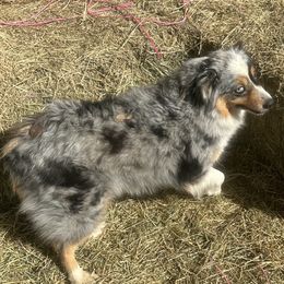 Belle - Miniature Australian Shepherd
