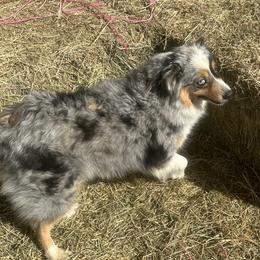 Belle - Miniature Australian Shepherd