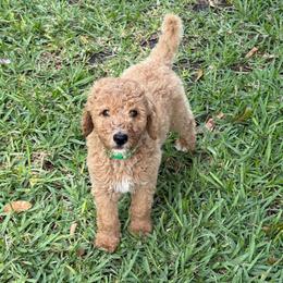H25 Male Green Collar(Hulk) - Red  male Goldendoodle puppy in Cape Coral, Florida from GoldenDoodles Cape Coral