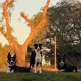 Border Collies from Topflight Dog Sports