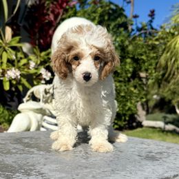 Boy 1 - Parti male Poodle puppy in San Diego, California from Goldendoodles & Poodles of San Diego
