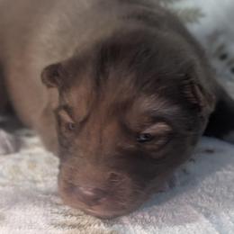 Snickers - Red and white male Siberian Husky puppy in Coshocton, Ohio from Wyant Farms