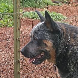 Luke - Australian Cattle Dog