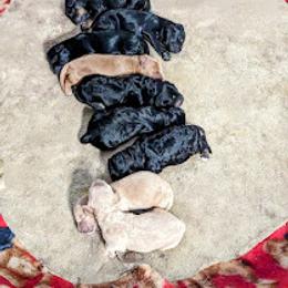 Aussiedoodle, Australian Shepherd, Bernedoodle, Cockapoo, and Poodle Puppies from Sis' Doodles & Poodles