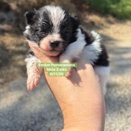 Tri color - Black and tan parti male Pomeranian puppy in Kentucky from Em&M Pomeranians