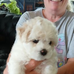 Bichon Frise Puppies from My Beautiful Bichons