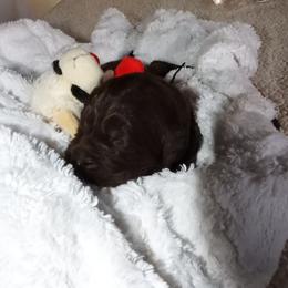 Girl 1 - Brown female Newfoundland puppy in Dalton, Ohio from Newfforu
