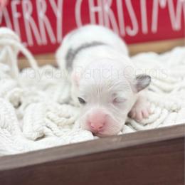 McSnowball - Black and tan female Pembroke Welsh Corgi puppy in Rozet, Wyoming from Hayday Ranch Corgis
