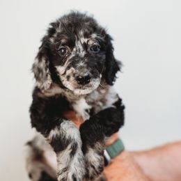 Archer - Merle Goldendoodle puppy in Canton, Georgia from Mae’s Doodles of Georgia