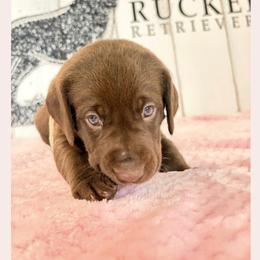 White Collar Chocolate Female - Chocolate female Labrador Retriever puppy in Gainesville, Georgia from Rucker Retrievers
