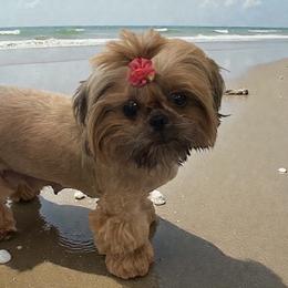 Keiki - Shih Tzu