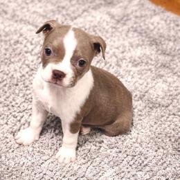 Mystique - Blue female Boston Terrier puppy in Kentucky from Graceful Paws