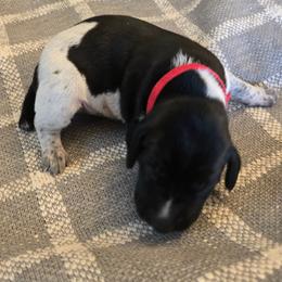 Red Male - Black and white male German Shorthaired Pointer puppy in Linton, Indiana from Red White and Blue Kennel