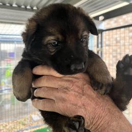 Bright Blue - Sable female German Shepherd puppy in San Antonio, Texas from Grendelhaus Shepherds
