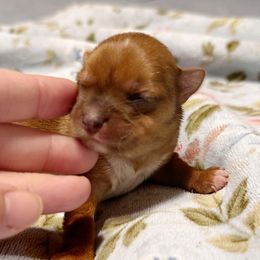 Girl 2 - Tan female Yorkshire Terrier puppy in Bolton, Connecticut from Elle Yorkies