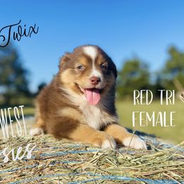 Australian Shepherd Puppies from Far West Aussies