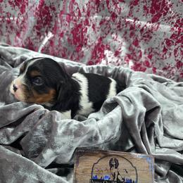 Maple - Tri-color female Cavalier King Charles Spaniel puppy in Neosho, Missouri from Pups on the Ridge