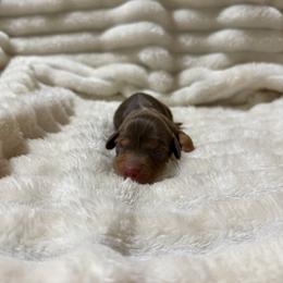 Sugar - Chocolate and tan female Dachshund puppy in Rialto, California from DashiesDachLLC