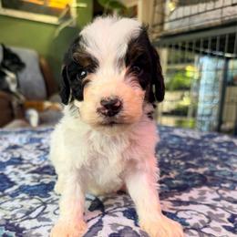 Cosmo - with training - Tri-color male Bernedoodle puppy in Boonville, North Carolina from Doods & Dolls