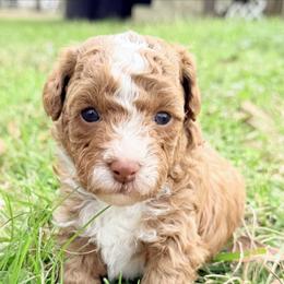 Boy 1 - Red male Cavapoo puppy in Cottondale, Florida from Pat’s precious puppies