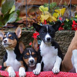 Basenjis from Makindu Basenjis