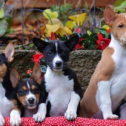 Basenjis from Makindu Basenjis