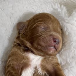 Cavapoo Puppies from Rosie’s Pups MN