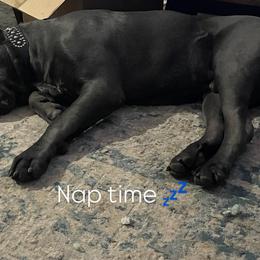 Cane Corso All Grown Up from Clear Creek