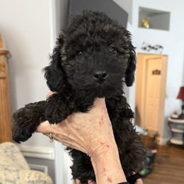 Cassanova - Black Poodle puppy in Tallahassee, Florida from Bows and Bot Ties