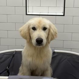 October - Light golden male Golden Retriever puppy in Phoenix, Arizona from Star Raised Goldens