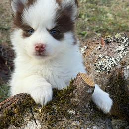 Sebastian - Chocolate male Pomsky puppy in Mc Minnville, Oregon from West Coast Pomskies