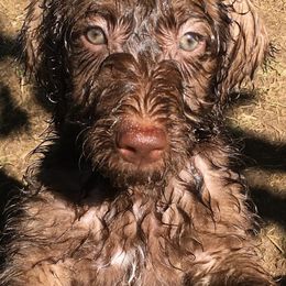 Labradoodle Puppies from AV Cares Doodles
