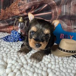 Boy 2 (1500) - Black and tan male Yorkshire Terrier puppy in Douglas, Georgia from Southern Georgia Yorkies and biewers