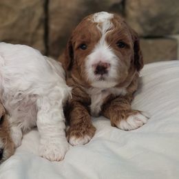 Goldendoodles from Country Lane Goldendoodles
