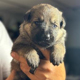 Caramello - Sable female German Shepherd puppy in Barnhart, Missouri from Combat Creek German Shepherds