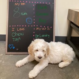 Boy 1 - Goldendoodle puppy in Gonzales, Louisiana from Honey Dream Doodles
