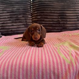 Lola - Chocolate and tan female Dachshund puppy in Waycross, Georgia from Southern Paws
