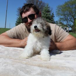 Boy 4 - Sable male Poodle puppy in Hopkins, Missouri from Mowry Creek Mini Aussiedoodles and More