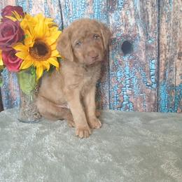 Boy 3 - Light brown male Chesapeake Bay Retriever puppy in Laporte, Minnesota from Northern Odyssey Gun Dogs